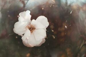 white rose in warm autumn sun in closeup and bokeh photo