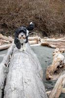 Dog running on a log on the beach photo