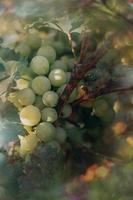 maduro verde uvas en un vino en un viñedo en un calentar otoño día en de cerca foto