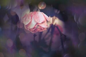 beautiful  rose in warm autumn sun in closeup and bokeh photo