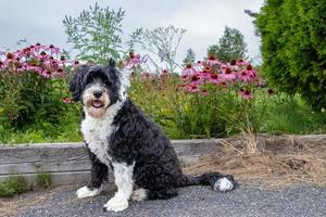 perro sentado cerca algunos bonito rosado flores foto