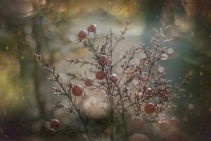 red ornamental fruits on the vine in autumn day in sunset and bokeh light photo