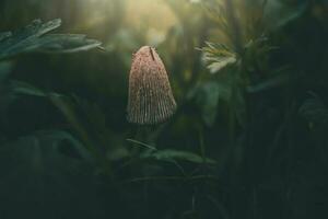 wild mushroom among green grass in closeup in the sunshine photo