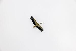 cigüeña pájaro volador en contra el fondo de un nublado cielo foto