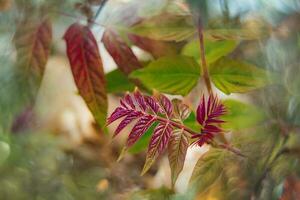 rojo otoñal hojas de un árbol de cerca en un calentar día en un natural ambiente foto