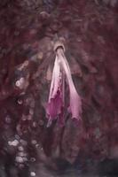 natural delicate pink flower on a tree close-up photo