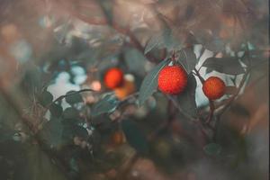 autumn fruit of a decorative tree on a background with bokeh photo