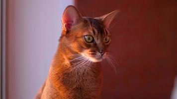 Abyssinian cat portrait on a loggia in the rays of the setting sun video