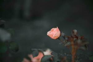 pink rose on the bush against a dark background in the garden photo