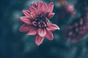 pink dahlia flower in summer garden on green background photo