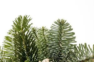 green natural pine branches of a christmas tree on a white background close-up photo