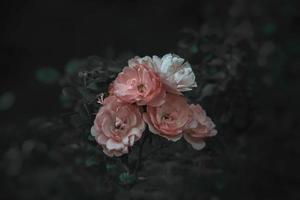 pink rose on the bush against a dark background in the garden photo