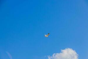 Gaviota volador en contra el fondo de azul cielo con blanco nube en un soleado día foto