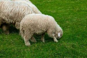 sheep grazing on a green meadow in the Polish Tatra Mountains on a warm summer day photo