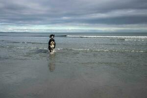 Dog walking in the water at the beach photo