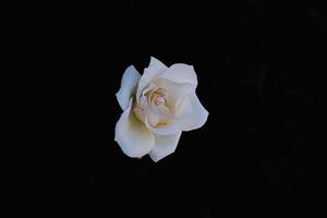 delicate white rose in the garden against a dark background in the rays of the sun photo