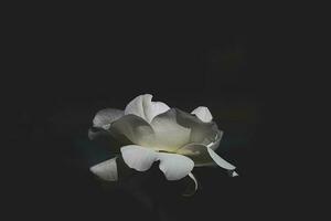 delicate white rose in the garden against a dark background in the rays of the sun photo