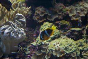 large interior of the aquarium on the Spanish island of Tenerife in Loro Park photo