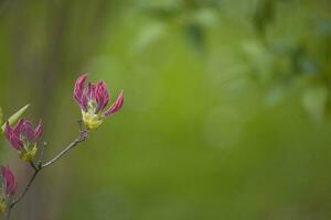 cierne árbol roca con un rosado flor en verde, jardín antecedentes foto