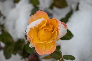 A yellow rose covered in snow and ice photo