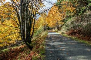 Pretty fall leaves in the forest at Galloping Goose Trail, Victoria, BC in Autumn photo