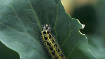 Caterpillar, papillon blanc du chou, Pieris brassicae, sur une feuille de chou video