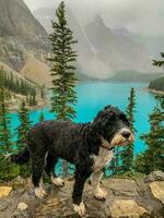 mojado perro a morena lago en banff nacional parque foto