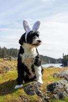 Dog wearing white rabbit ears at Easter time photo