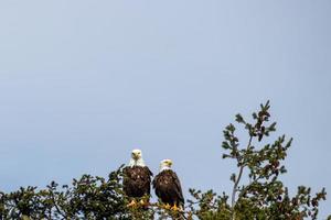 dos calvo águilas encaramado en un árbol foto