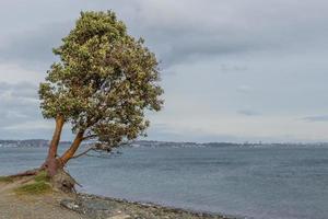 An Arbutus Tree on the shore photo