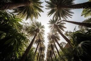 Palm tree silhouettes against sky, bottom view. photo