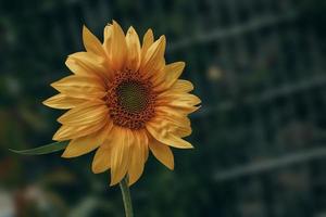 amarillo girasol flor en de cerca foto