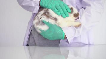 The veterinarian is using his hand to gently massage the rabbit. To relax the rabbit before checking for mold and fleas and cleaning the rabbit's ears. Ideas for keeping and keeping clean in pets video