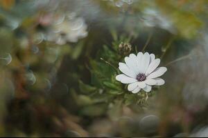 delicate flowers in the sun in the garden on a warm day photo