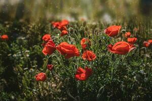 wild red poppies on a spring meadow in warm sunshine photo