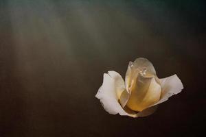 delicate white rose in the garden against a dark background in the rays of the sun photo