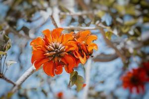 blooming orange exotic tree flowers closeup photo