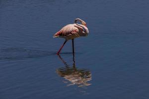 bird white-pink flamingo on a salty blue lake in calpe spain photo