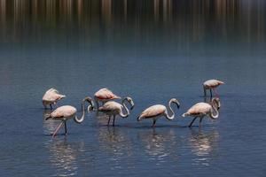 l bird white-pink flamingo on a salty blue lake in spain in calpe urban landscape photo