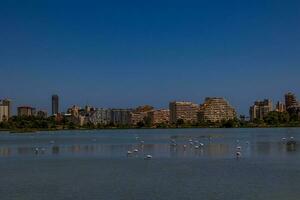 l pájaro blanco-rosa flamenco en un salado azul lago en España en calpe urbano paisaje foto