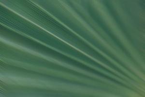 green natural abstract background palm leaf closeup photo