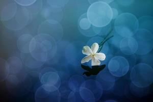 close-up beautiful small delicate single jasmine flower for background photo