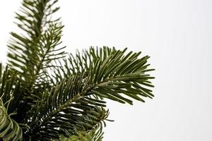 verde natural pino ramas de un Navidad árbol en un blanco antecedentes de cerca foto