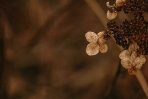 brown withered ornamental flowers in the garden on a cool autumn day photo