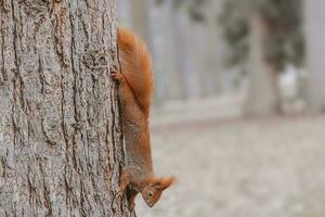 pequeño rojo ardilla en otoño invierno parque en Polonia foto