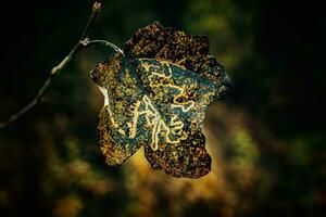 vistoso otoño hojas en un árbol de cerca foto