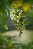 ripe big green grapes on the vine on a warm day photo