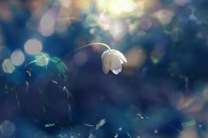 delicate white anemones among green leaves on a warm spring day in the forest photo