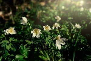 delicate white anemones among green leaves on a warm spring day in the forest photo