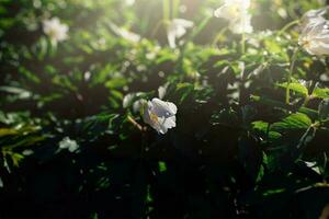 delicate white anemones among green leaves on a warm spring day in the forest photo